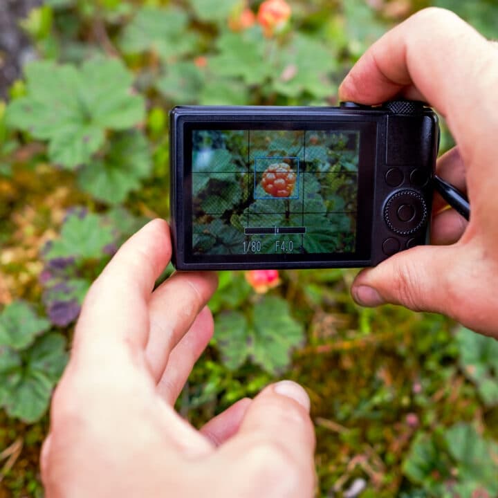 Bilden visar en person som håller i en kompaktkamera och fotograferar en blomma. Kamerans skärm är i ...