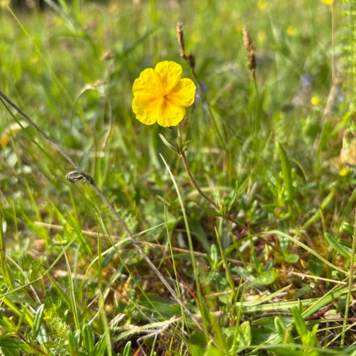 Bilden visar en gul blomma som växer i en grön äng. Det finns gräs och andra växter runt omkring, ...