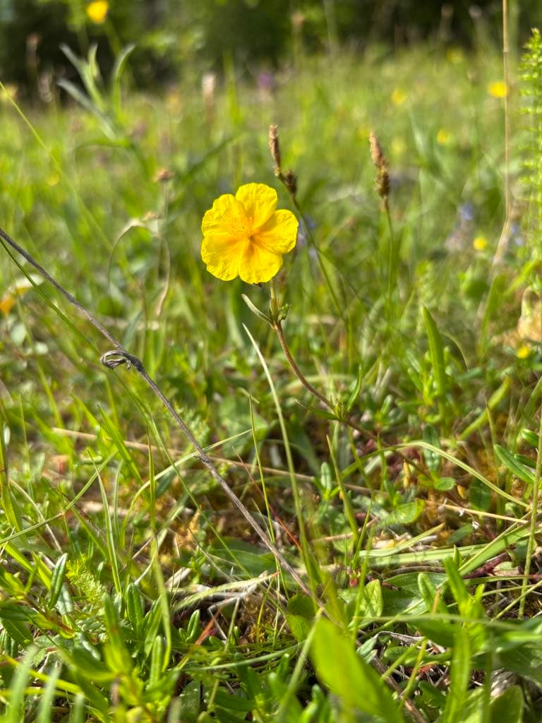 Bilden visar en gul blomma som växer i en grön äng. Det finns gräs och andra växter runt omkring, ...