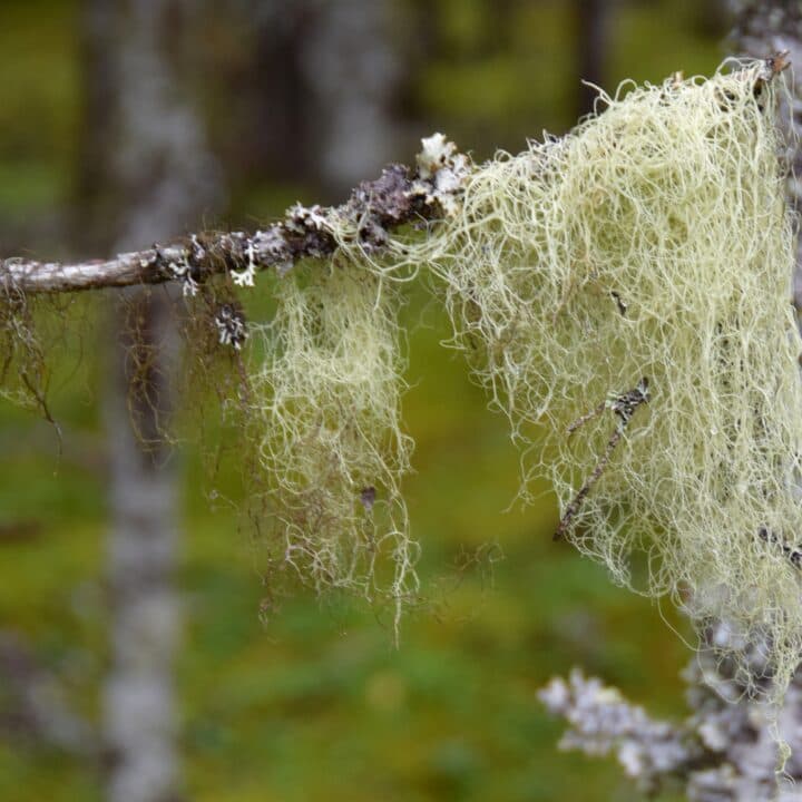 Garnlav hänger från en gren.