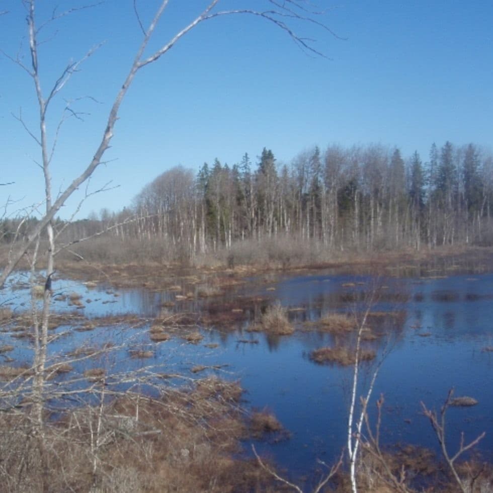 Videsjön en solig dag när träden står avlövade.